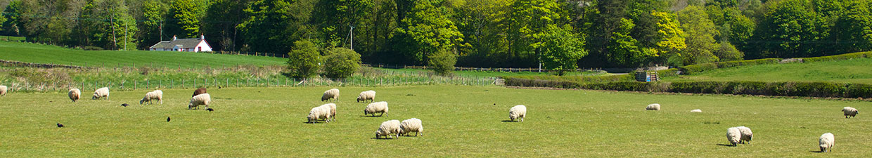 mobile sheep dipping ireland